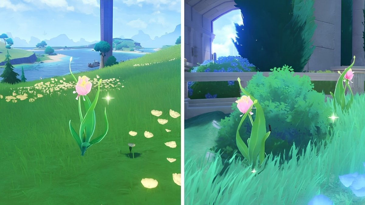 Genshin Impact Rainbow Rose Locations